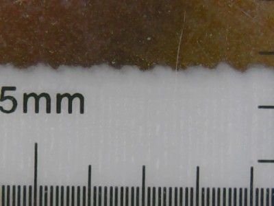 150um sample.jpg